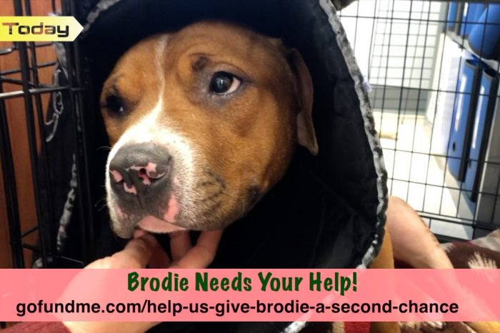 Video Announcement - Brodie Needs Your Help