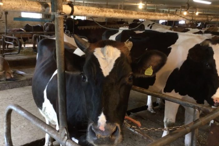 The News Project - Dairy Farms Cope With Low Milk Prices