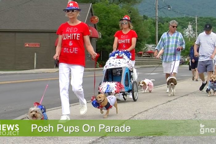 The News Project - Posh Pups On Parade
