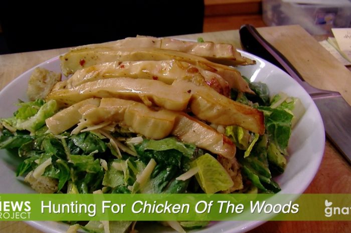 The News Project - Hunting For Chicken Of The Woods