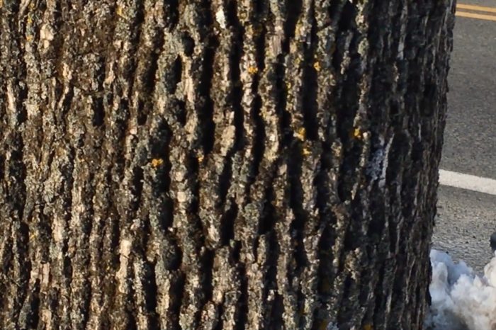 The News Project - Emerald Ash Borer Threat May Prove Costly