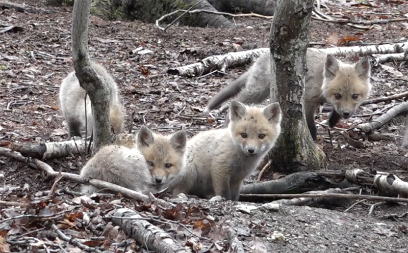 Little Foxes of Sandgate