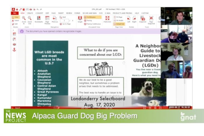 The News Project - Alpaca Guard Dog Big Problem