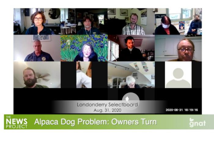 The News Project - Alpaca Dog Problem: Owner's Turn