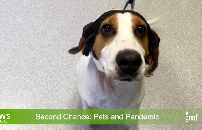 The News Project - Second Chance: Pets and Pandemic