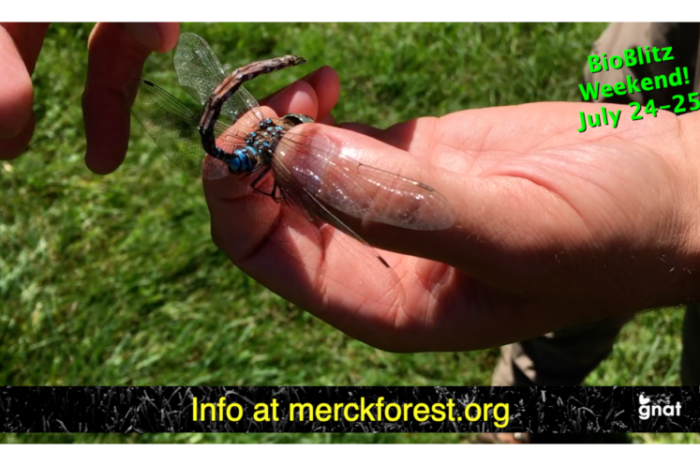Video Announcement - 3rd Annual BioBlitz At Merck Forest