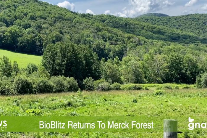 The News Project - BioBlitz Returns To Merck Forest