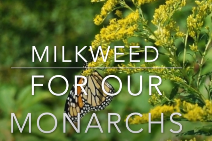 Milkweed & Monarchs at VT Meadows Farm
