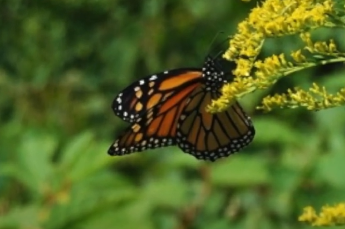 Oruga de la Mariposa Monarca