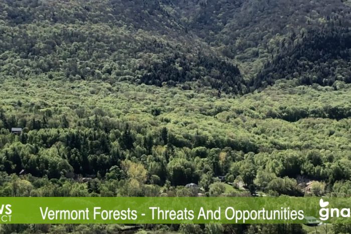 The News Project - Vermont Forests: Threats And Opportunities