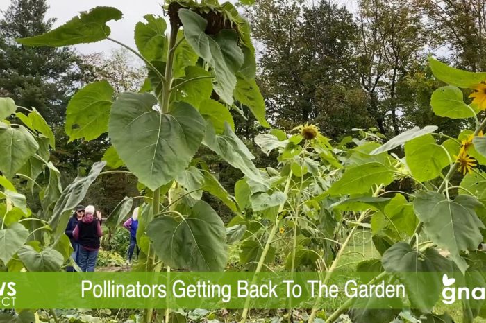 The News Project - Pollinators Getting Back To The Garden