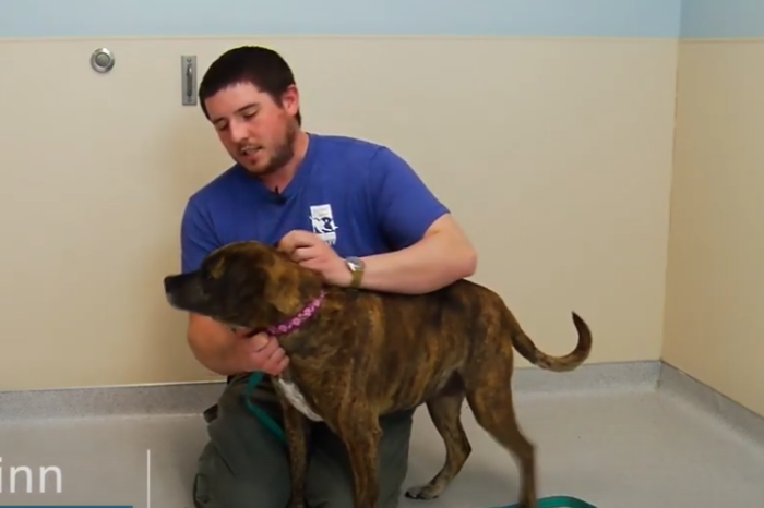 Pet Of The Week - Second Chance Animal Center: Mocha