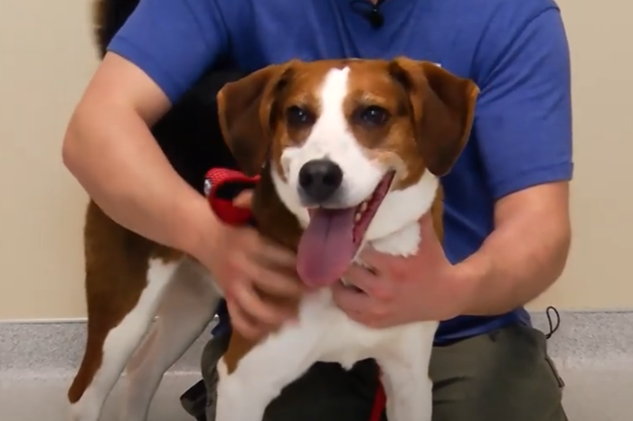Pet Of The Week – Second Chance Animal Center: Max