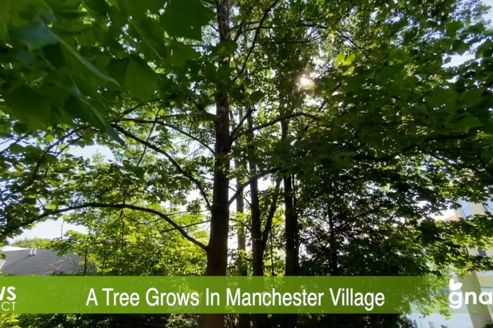 The News Project - A Tree Grows In Manchester Village