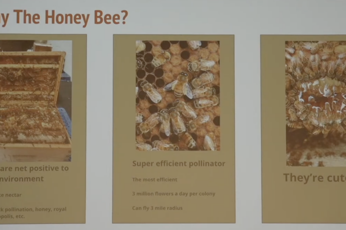 GMALL - Urban Beekeeping