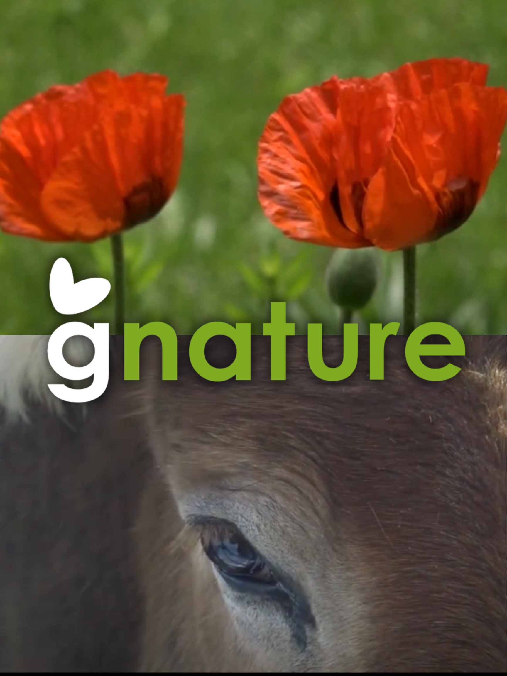 Gnature