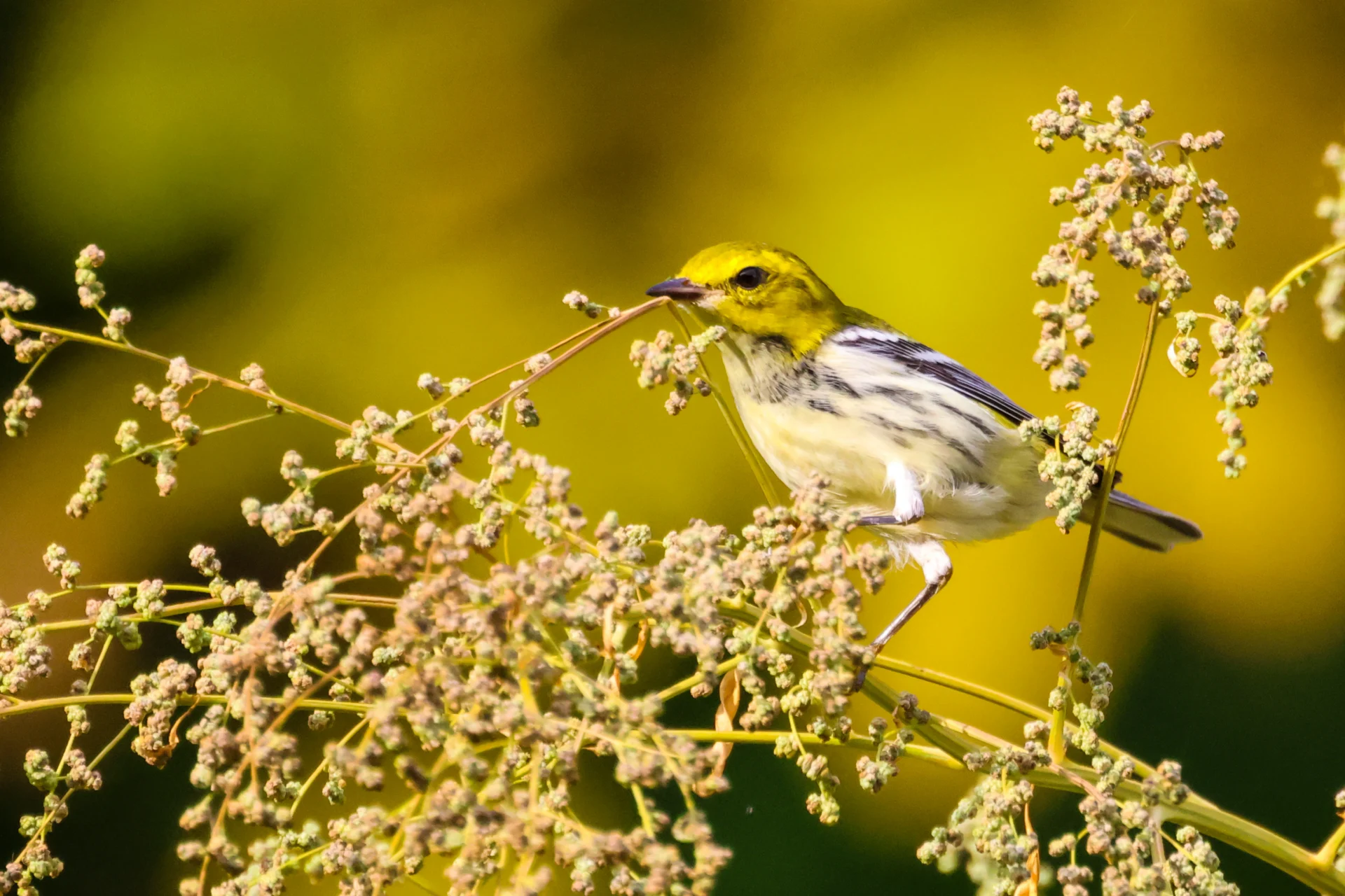 September Bird Migration Walk