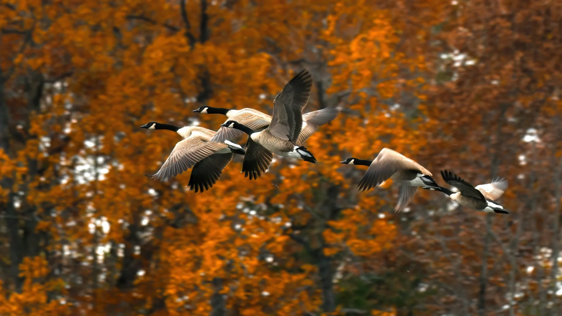 Fall Bird Migration